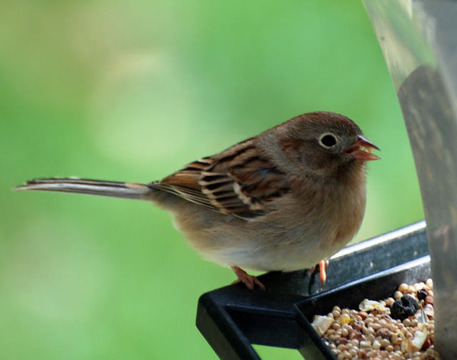 3. field sparrow Andover-kab
