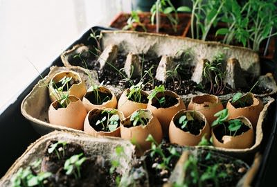 eggshell planters