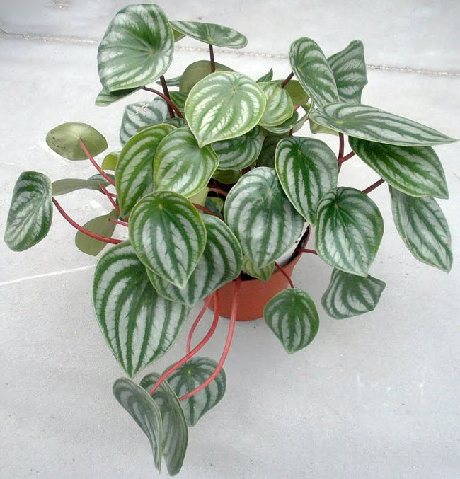 easy care plants