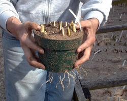 Forced spring bulbs