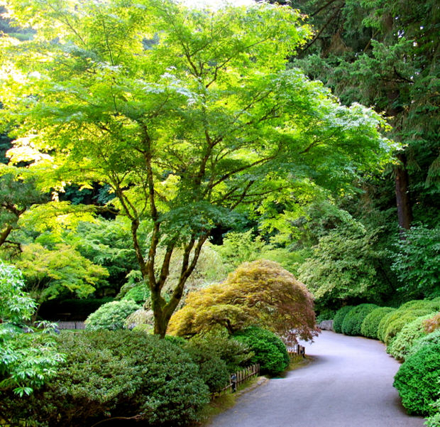 Japanese Maples