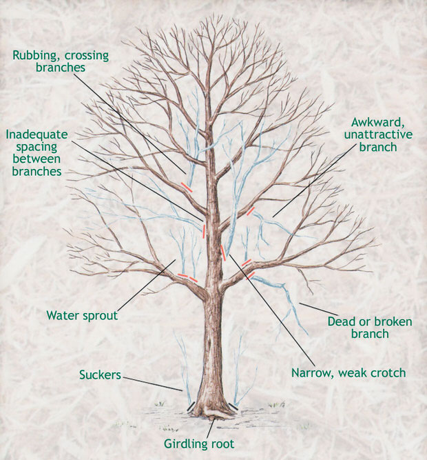 treepruning_lg