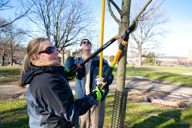 tree prunning