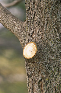 proper-tree-pruning