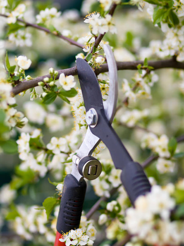 pruning-fruit-trees