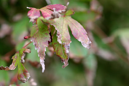 Leaf scorch maple