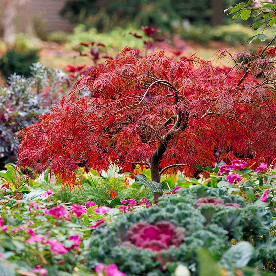 Red Japanese maple