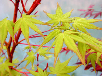 Coral bark maple