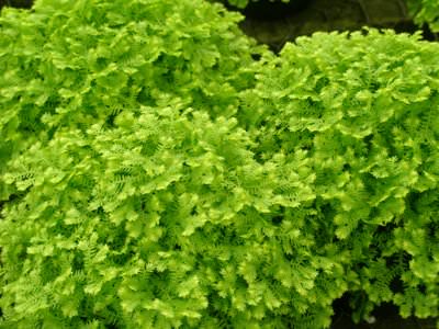 Gold spikemoss