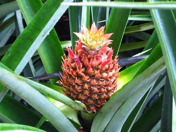 Pineapple plant