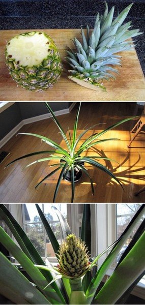 Pineapple house plant