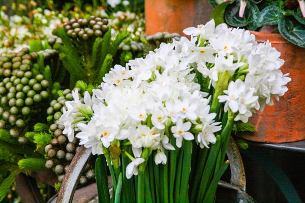 Paperwhites