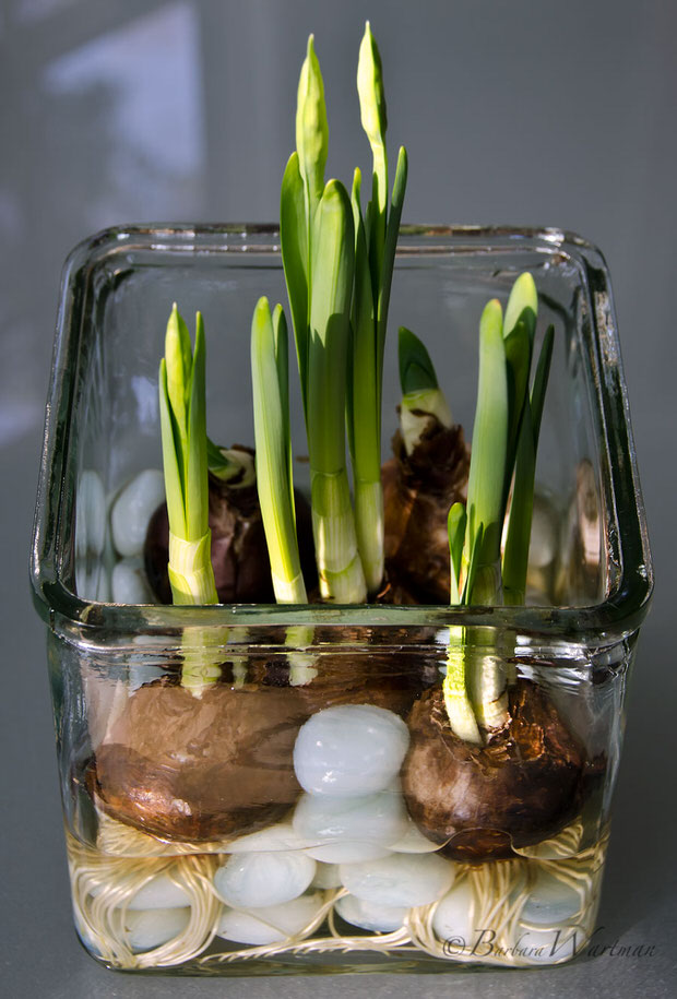 How to force paperwhites