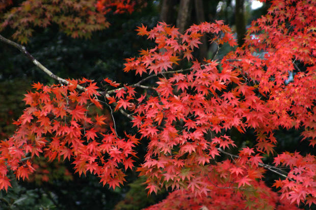 Japanese maple red