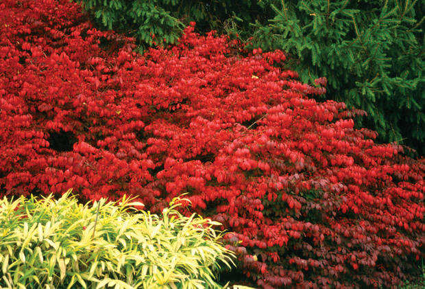 Burning bush