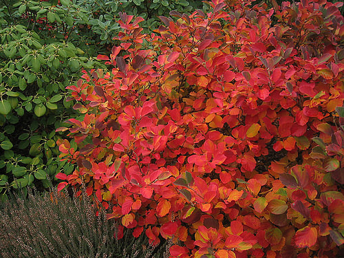 Fothergilla