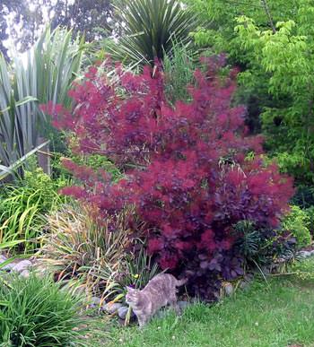 Smoke bush