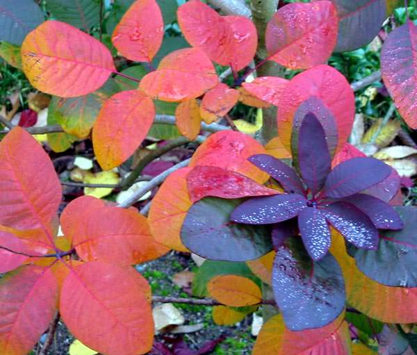 Smoke bush fall