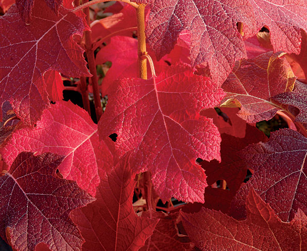 Oakleaf Hydrangea