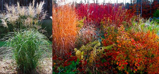 Miscanthus