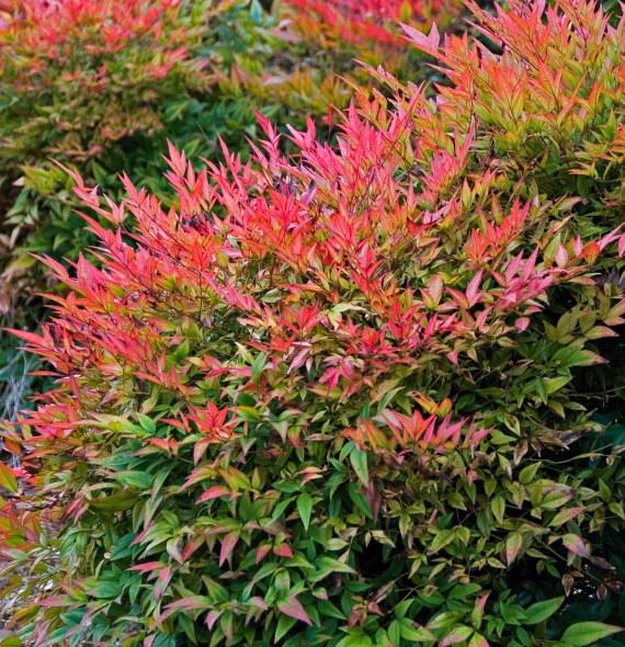 Nandina_domestica_GulfStream3_3x3-4