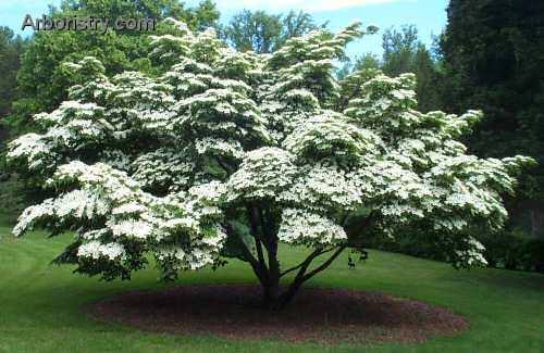 Kousa Dogwood Tree