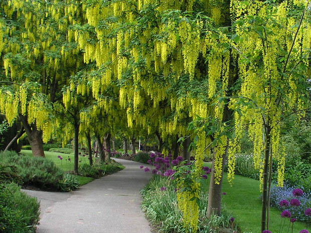 Golden chain tree