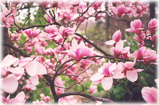 Saucer Magnolia