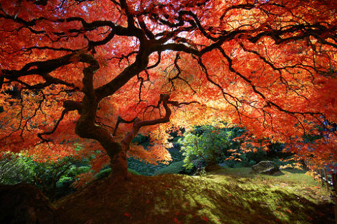 japanese-maple1