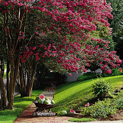 Crape Myrtle