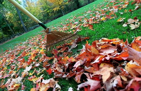 Lawn fall leaves