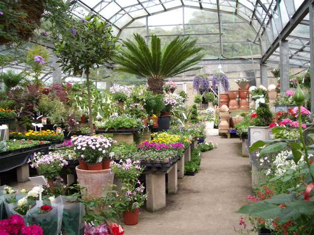 Nursery Plants