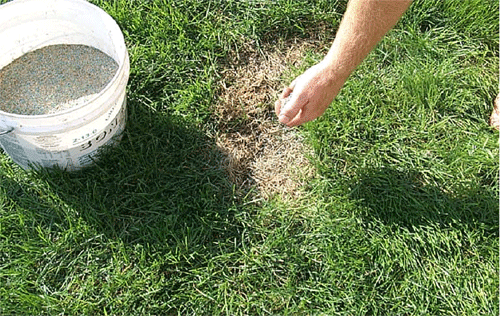 Overseeding lawns