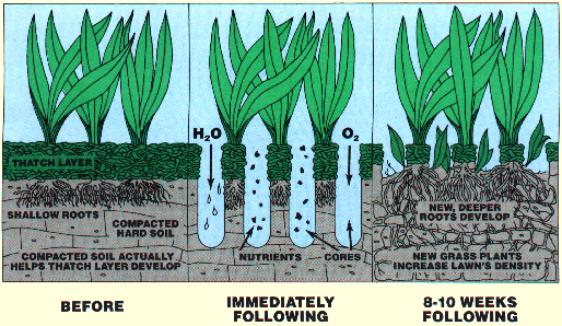 Lawn Aeration