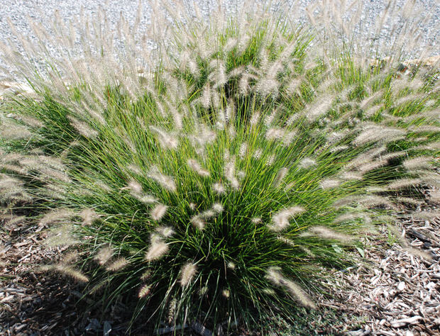 Pennisetum Hameln