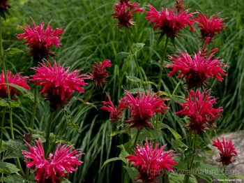 Bee Balm