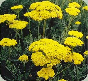 Yarrow