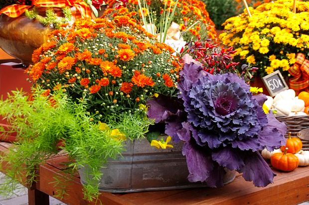 Fall container garden