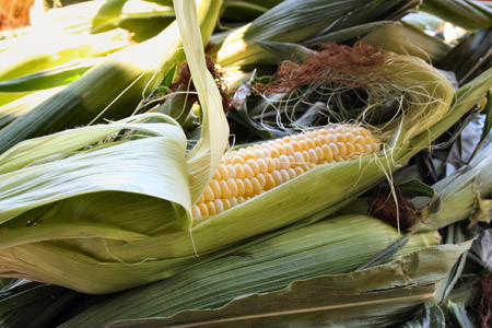 corn-harvest-1