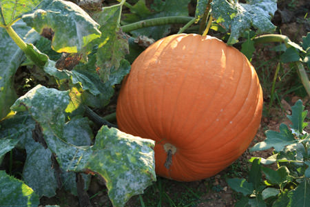 pumpkin-harvest-1