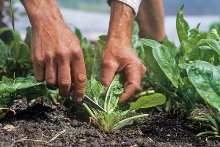 harvesting vegetables for flavor