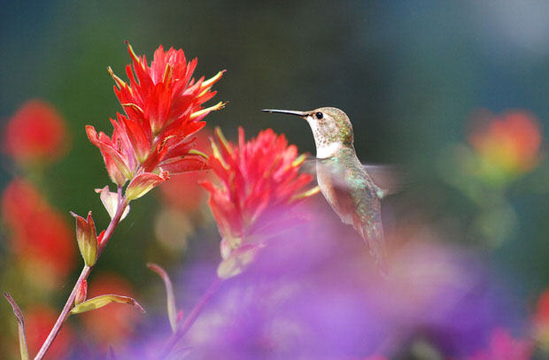 attract hummingbirds