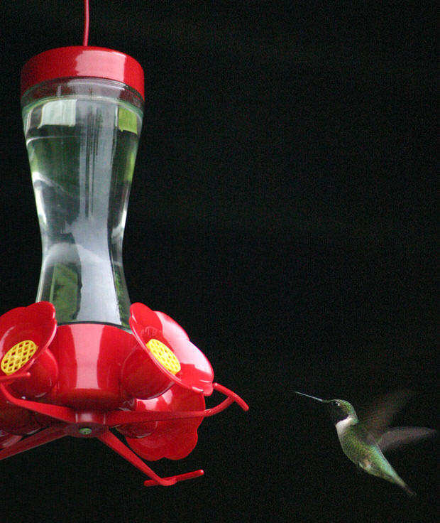 attract hummingbirds