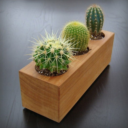 cactus garden ideas