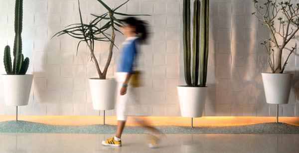 indoor cactus garden ideas