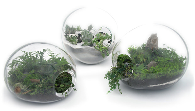 diy terrariums