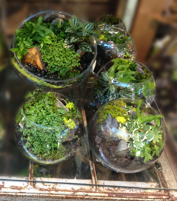 diy terrariums