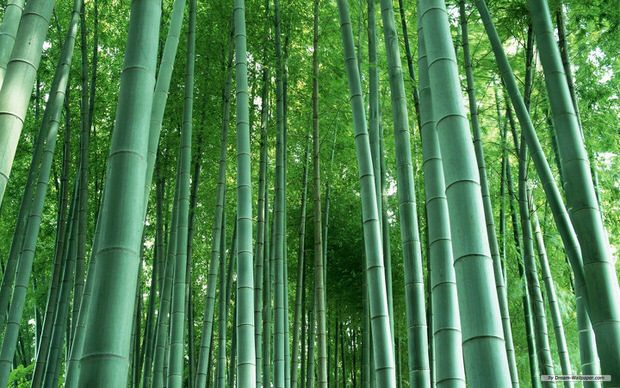 modernize your garden with bamboo