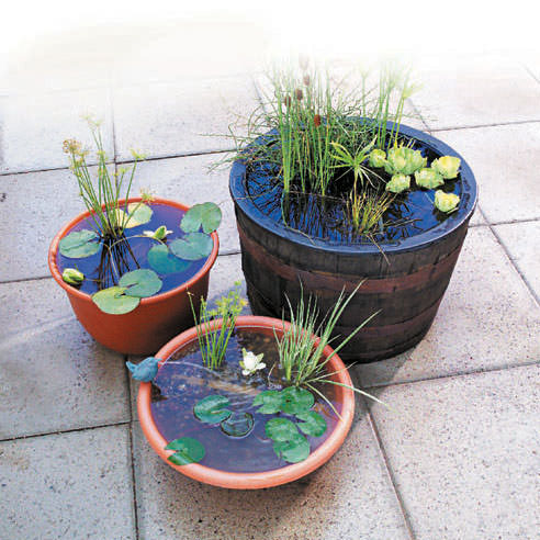 container water gardens