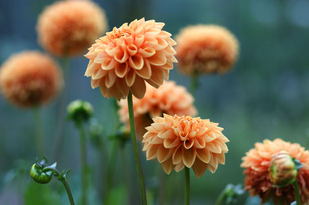 orange dahlia flower